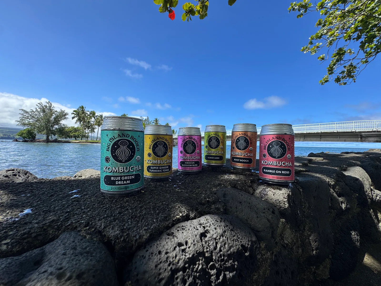 Six cans of Big Island Booch kombucha lined up on lava rock with palms and Hilo Bay behind